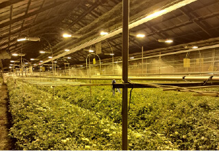 杉本バラ園の施設 フォトギャラリー