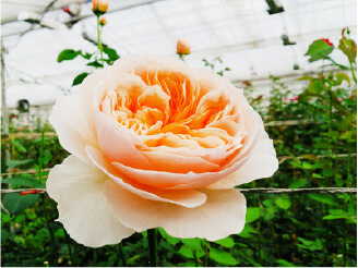 杉本バラ園の取り組み