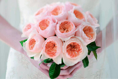 杉本バラ園はデビッド・オースチン社のイングリッシュローズ カットローズ公式生産農場