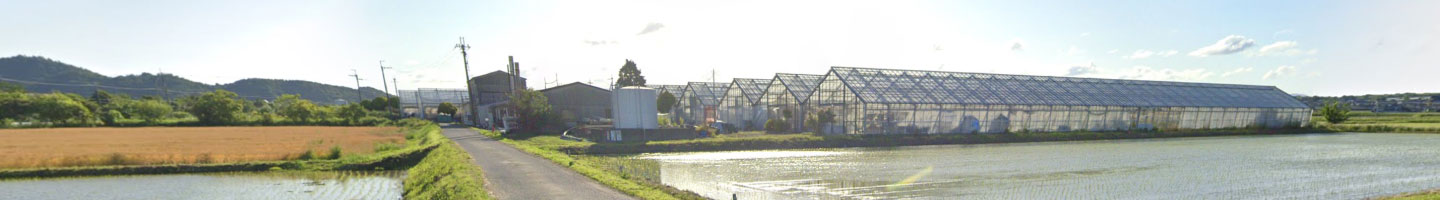 杉本バラ園でのバラ栽培の様子