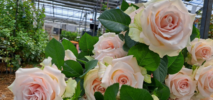 杉本バラ園について