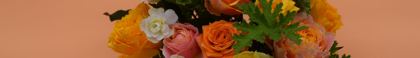 杉本バラ園でのバラ栽培の様子