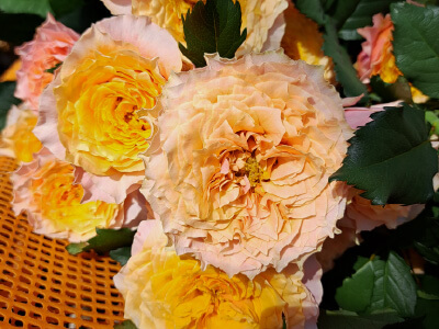 卸売・販売・アレンジメント