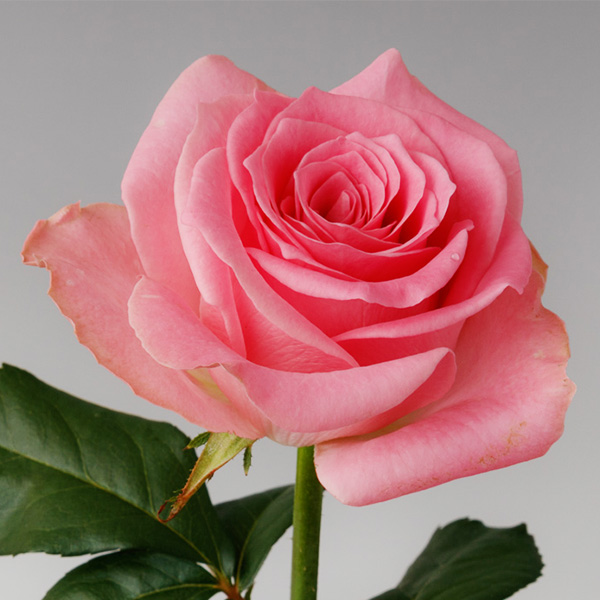 切り花バラの分類について