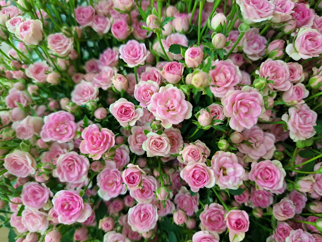 切り花バラの分類について