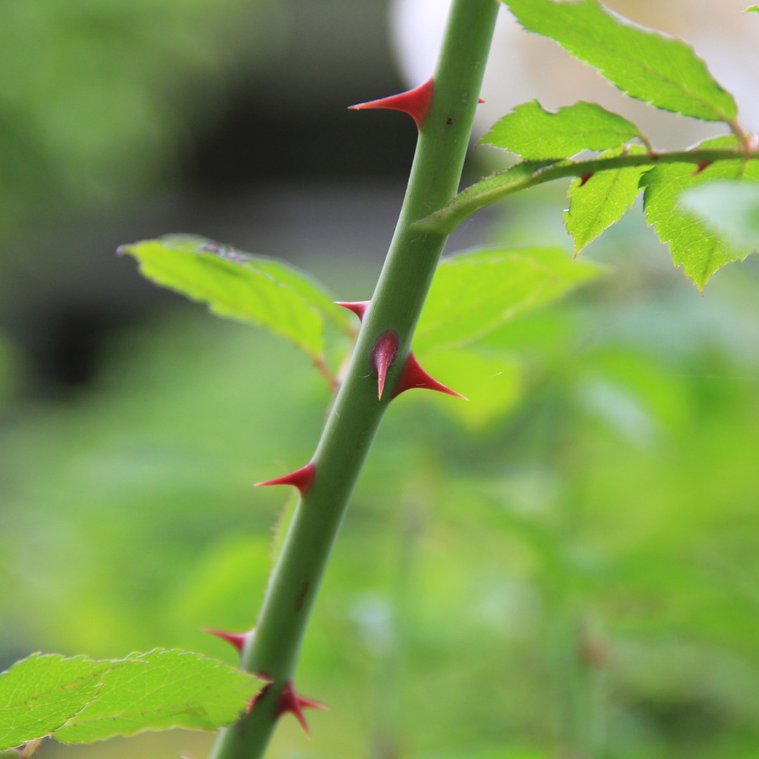 バラの刺(トゲ)の正体って?