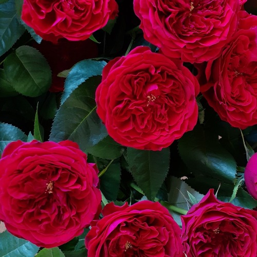 イングリッシュローズとは