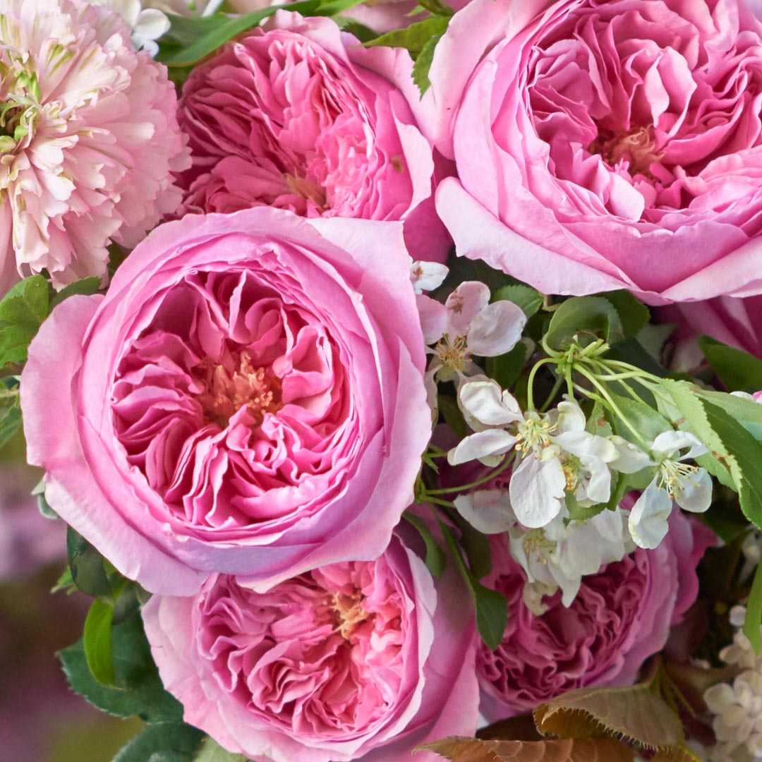 イングリッシュローズとは