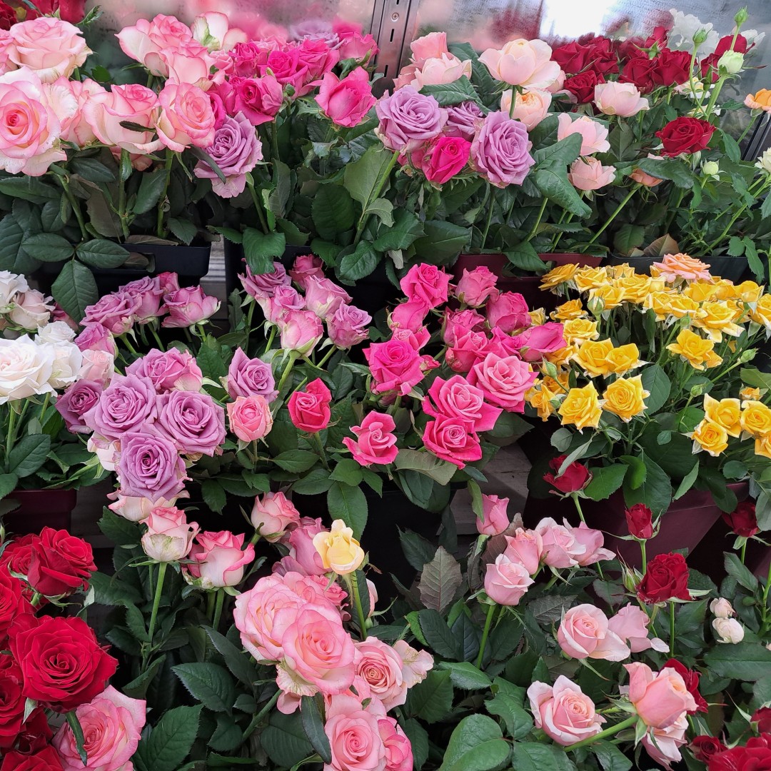 秋らしいバラが咲き始めています